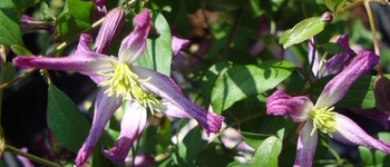Clematis x aromatica 1