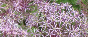 Allium Christophii 1